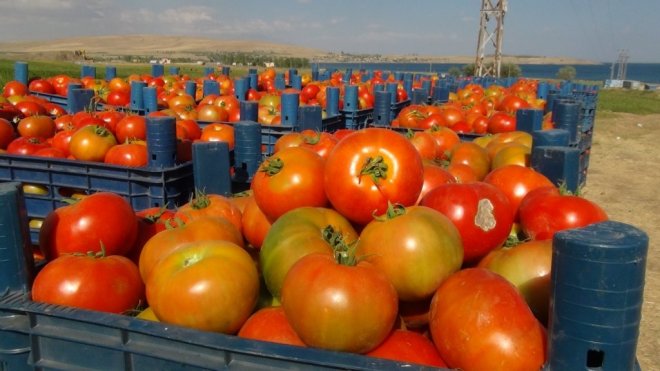 tomates Maroc.jpg
